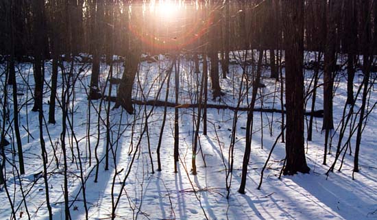 Sunset on Winter Woods